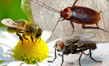 Ato janë të “gërditshme”, por pa to nuk do të ishim as ne – nëse zhduken këto tre lloje të insekteve do të krijohet kaos ekologjik
