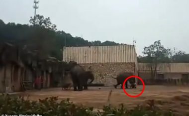 Elefanti shtyp për vdekje kujdestarin e vetë në prezencë të turistëve, në një kopsht zoologjik në Kinë