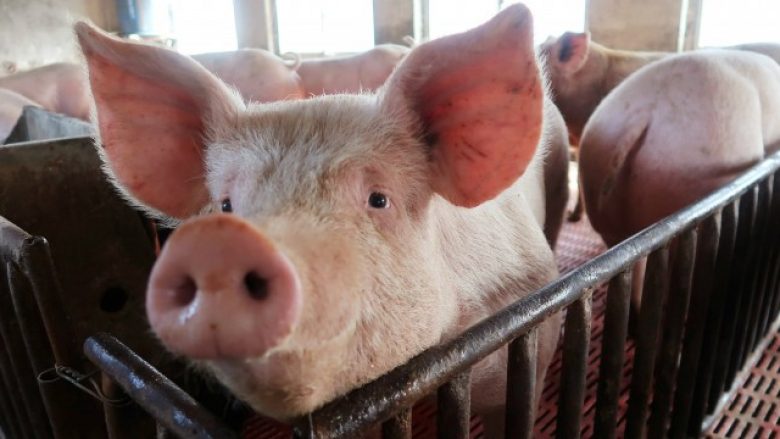 Shkencëtarët kinezë nisin garën për krijimin e ‘super-derrit’ – që rritet më shpejt dhe peshon më rëndë