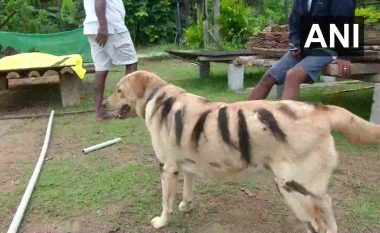 I vendosur për t’i mbrojtur të mbjellurat nga majmunët që i shkatërronin, fermeri indian i bën vija nëpër trup qenit që të duket si tigër