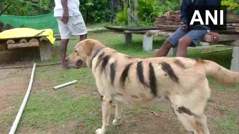 I vendosur për t’i mbrojtur të mbjellurat nga majmunët që i shkatërronin, fermeri indian i bën vija nëpër trup qenit që të duket si tigër