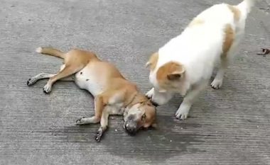Momenti kur qeni mundohet të zgjojë mikun e tij, pasi ngordhi në rrugë