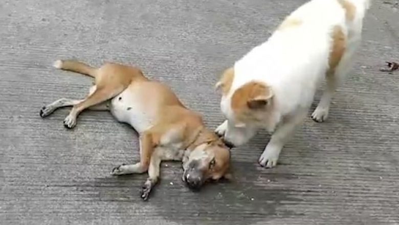 Momenti kur qeni mundohet të zgjojë mikun e tij, pasi ngordhi në rrugë
