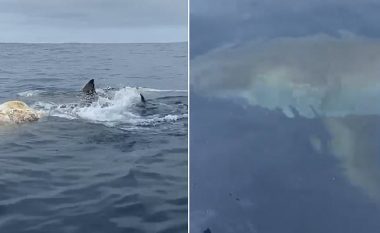 Peshkatari tha se nuk kishte parë diçka të tillë: Momenti kur dy peshkaqenë gllabërojnë një balenë në brigjet e Australisë