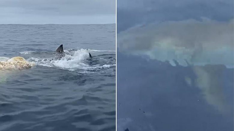 Peshkatari tha se nuk kishte parë diçka të tillë: Momenti kur dy peshkaqenë gllabërojnë një balenë në brigjet e Australisë