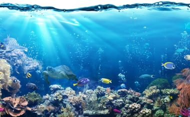 Oqeani po mbetet pa oksigjen, duke rrezikuar jetën detare