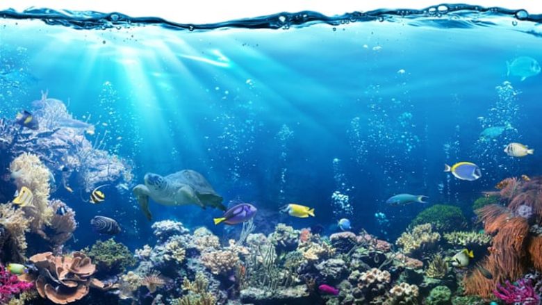 Oqeani po mbetet pa oksigjen, duke rrezikuar jetën detare