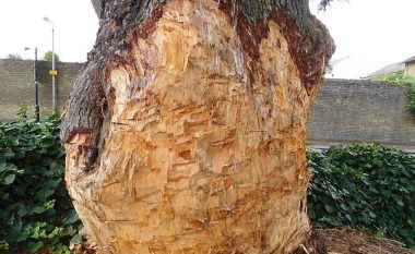 Dëmtoi një pemë 90-vjeçare, gjobitet me 70 mijë euro