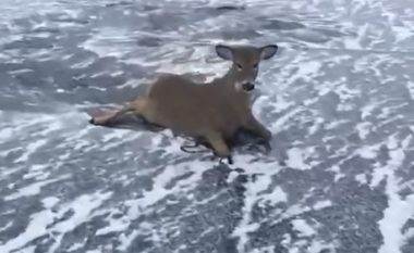 Drerët e ngecur në sipërfaqen e liqenit të ngrirë, u shpëtuan nga një njeri që doli për patinazh