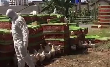 Më se 4,000 pula të kontrabanduara i mbytën mizorisht në Tajlandë
