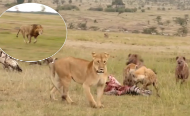 Hienat sulmojnë luaneshën, duke mos e lënë të “shijojë” vaktin e tyre – por gjërat ndryshojnë kur shfaqet “Mbreti i xhunglës”