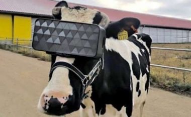 Ferma pajis lopët me sistem virtual sepse rrit sasinë dhe cilësinë e qumështit