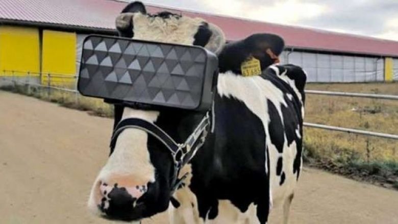 Ferma pajis lopët me sistem virtual sepse rrit sasinë dhe cilësinë e qumështit