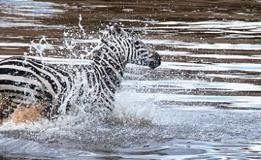 Zebra “shqyhet” nga krokodili – edhe pse e barkun e “masakruar”, ajo vazhdon të luftojë për të shpëtuar