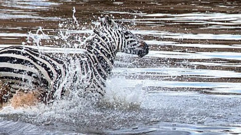 Zebra “shqyhet” nga krokodili – edhe pse e barkun e “masakruar”, ajo vazhdon të luftojë për të shpëtuar