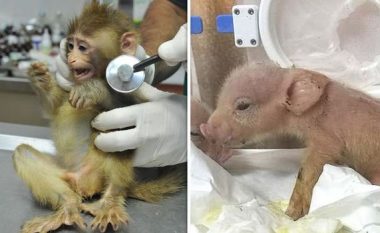 Shkencëtarët kinezë “përziejnë” derrin me majmunin
