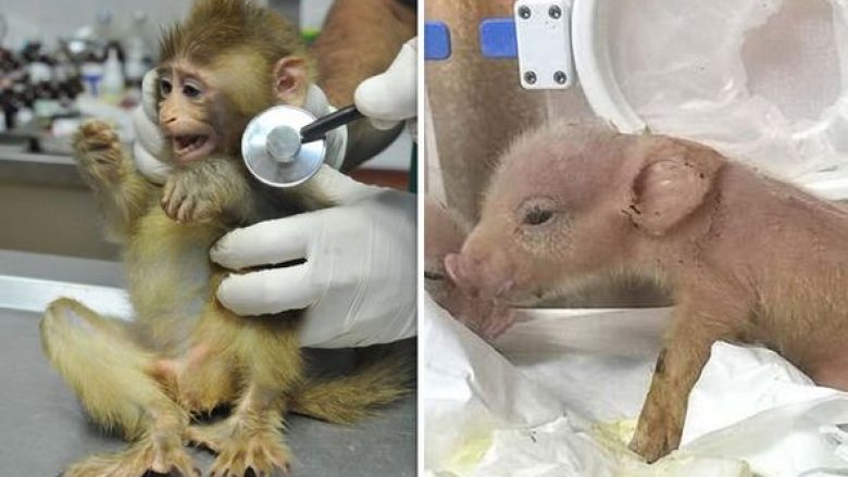 Shkencëtarët kinezë “përziejnë” derrin me majmunin