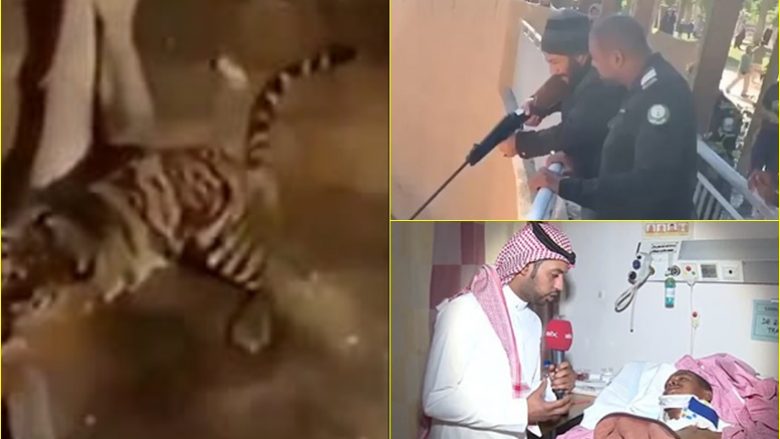 Burri ra në mbylljen e kafshëve, sulmohet nga tigri – pamjet e tmerrshme nga një kopsht zoologjik në Arabinë Saudite