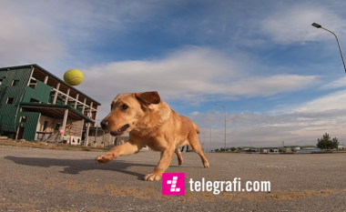 Alli, qeni i FSK-së, që ndihmoi në operacionet e kërkim shpëtimit në Shqipëri