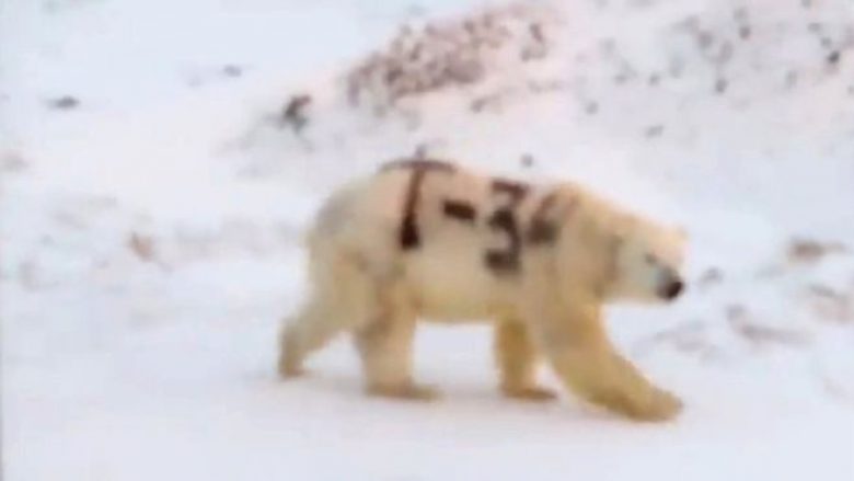 Pamjet me një ari polar të “etiketuar” me T-34 alarmojnë rusët – autori edhe më tej mbetet mister!