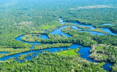 Mbi 11 mijë lloje të pemëve zbulohen në Amazona