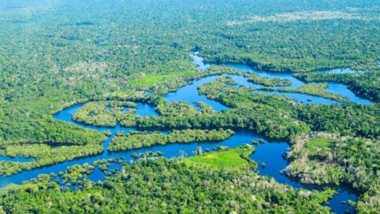 Mbi 11 mijë lloje të pemëve zbulohen në Amazona