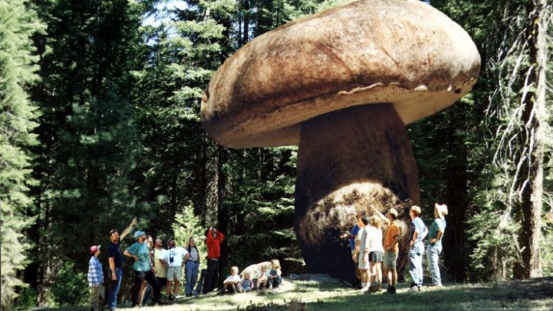 Organizmi më i madh në botë gjendet në Oregon