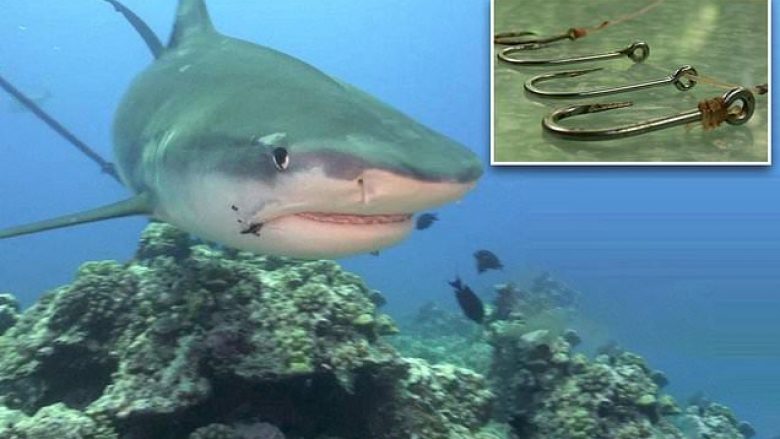 ​Miliona peshkaqenë kanë të mbërthyer harpunë në trupat e tyre nga linjat tregtare të peshkimit
