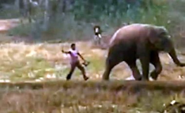 Deshi ta largojë elefantin që ishte futur në arë dhe po ia shkatërronte të mbjellat, e godet me shkop – për pak se nuk e pëson burri nga India  