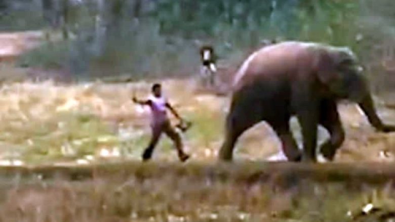 Deshi ta largojë elefantin që ishte futur në arë dhe po ia shkatërronte të mbjellat, e godet me shkop – për pak se nuk e pëson burri nga India  