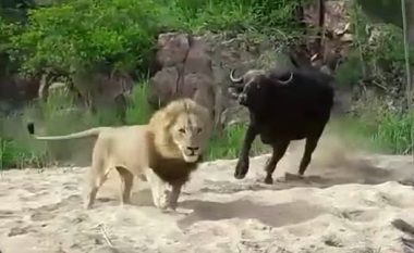 Bualli “nuk e bëri hesap” luanin – por gjërat ndryshuan kur u shfaqën dy luanë të tjerë