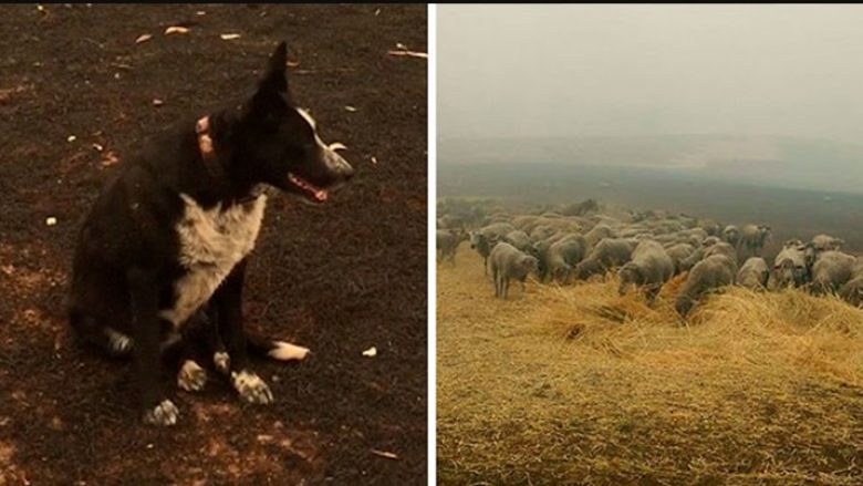 Qeni i policisë kufitare shpëton tufën e deleve nga zjarri në Australi