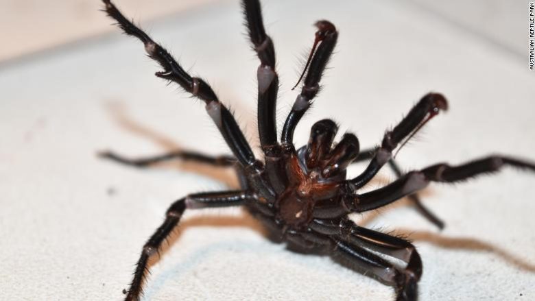Pas zjarreve dhe vërshimeve, Australisë i kanoset një tjetër rrezik nga merimangat vdekjeprurëse