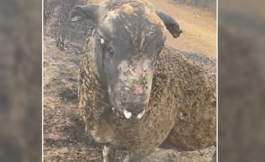 Delet gjysmë të djegura bredhin fushave të shkatërruara nga zjarret e mëdha të Australisë