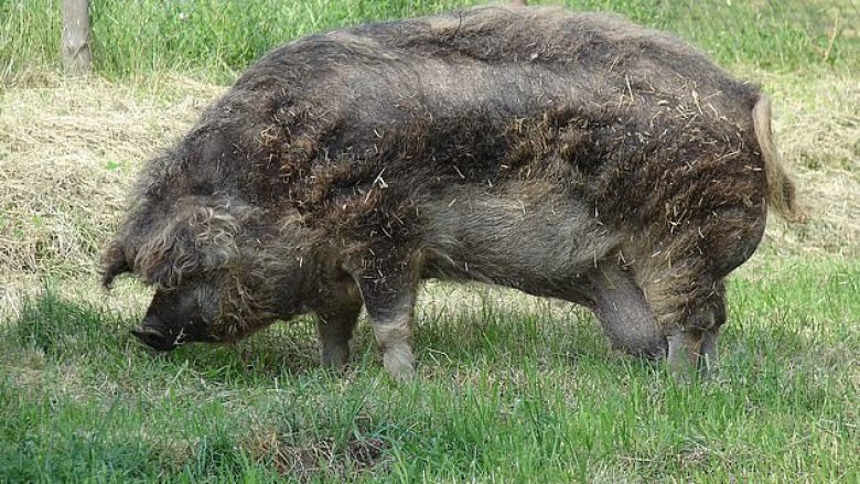 Në Poloni derrat e hanë fermerin pasi pësoi sulm në zemër teksa po nxirrte ujë nga pusi