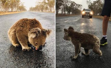 Moment i dhimbshëm, koala e etur pi ujë nga reshjet e shiut në rrugë