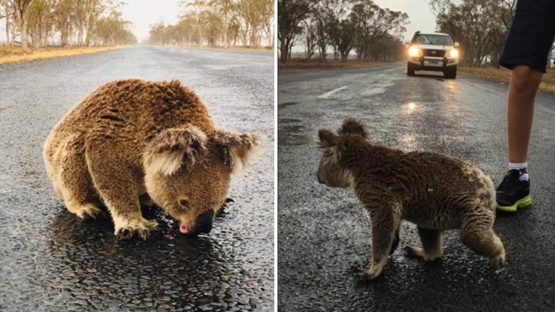 Moment i dhimbshëm, koala e etur pi ujë nga reshjet e shiut në rrugë