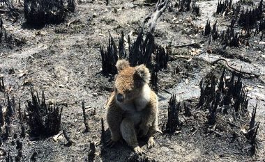 Koalat mund të zhduken në 30 vjet për shkak të zjarreve të Australisë