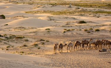 ‘Primare është jeta e njerëzve’ – Australia vrau me snajperë më shumë se 5 mijë deve për të ruajtur ujin e pijshëm