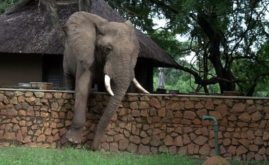 Kaloi me kujdes murin, elefanti hyri në një oborr që të merrte mango