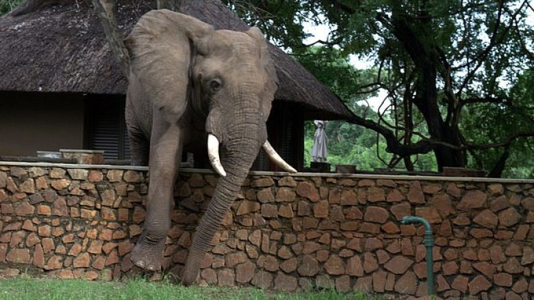 Kaloi me kujdes murin, elefanti hyri në një oborr që të merrte mango