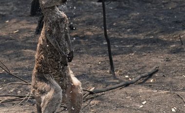 Kangurë të ngordhur, shtëpi të rrënuara dhe vetura të djegura: Pasojat që la pas zjarri shkatërrues në Australi
