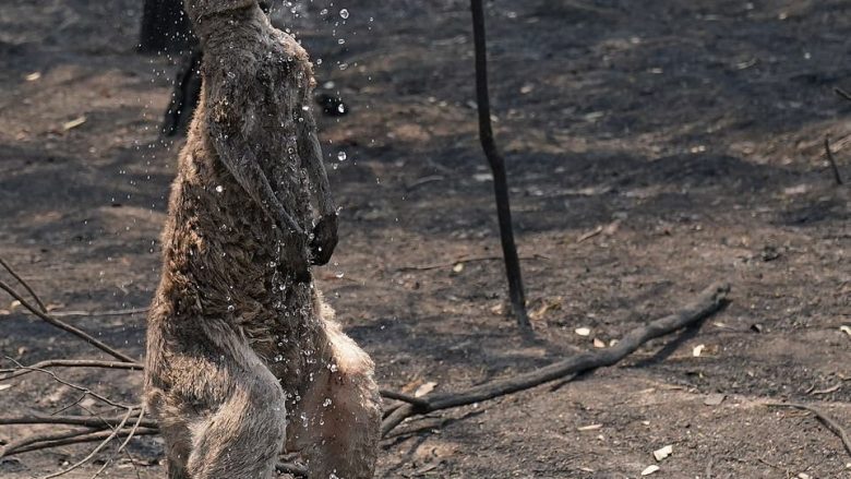 Kangurë të ngordhur, shtëpi të rrënuara dhe vetura të djegura: Pasojat që la pas zjarri shkatërrues në Australi