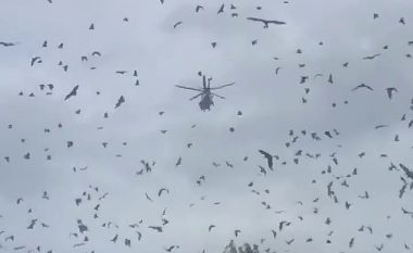 Lakuriqët mbuluan qiellin e një qyteti në Australi, i pamundësojnë uljen një helikopteri