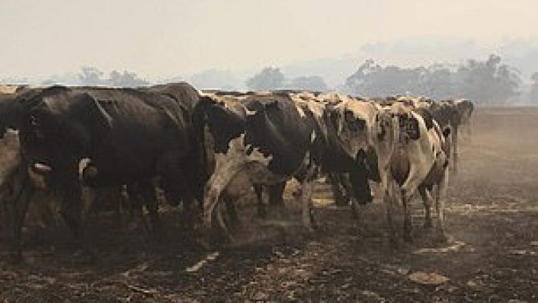 Mijëra bagëti që i shpëtuan zjarreve në Australi, duhet të ekzekutohen shkaku i djegieve që pësuan