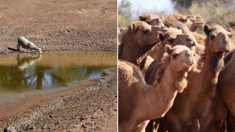 Në Australi do të vriten më shumë se 10 mijë deve, sepse po pinë shumë ujë