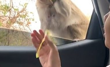 Refuzoi frutat që i jepte turisti, majmuni pranoi të merrte vetëm çipsat që i ofruan