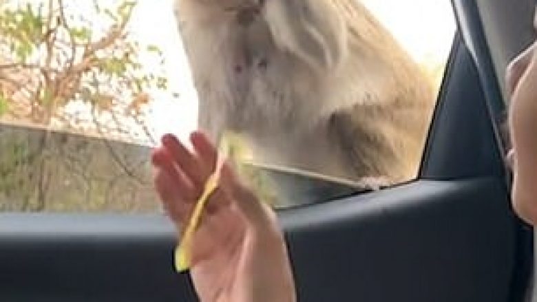 Refuzoi frutat që i jepte turisti, majmuni pranoi të merrte vetëm çipsat që i ofruan