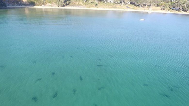 Shumë peshkaqenë u afruan papritmas pranë një bregdeti në Zelandë të Re