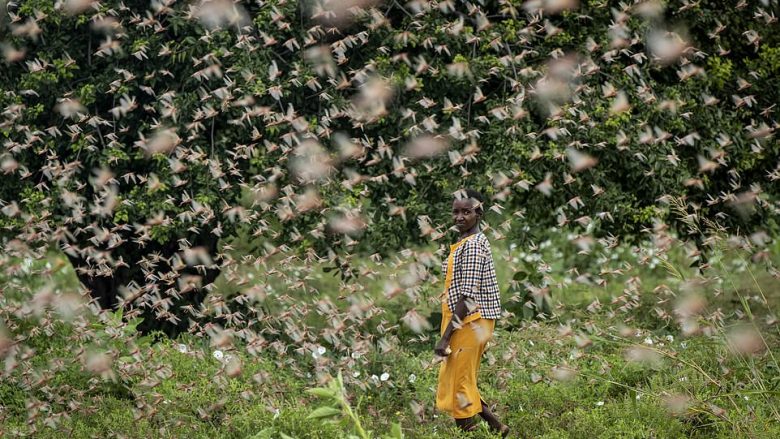 Tufa masive karkalecash përfshijnë Keninë, gjendja më e rëndë në 70 vitet e fundit